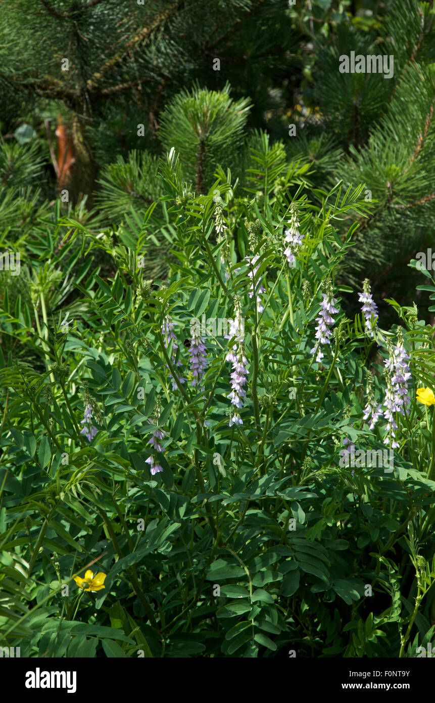 Galega officinalis or goat's- rue growing in a woodland setting. Stock Photo