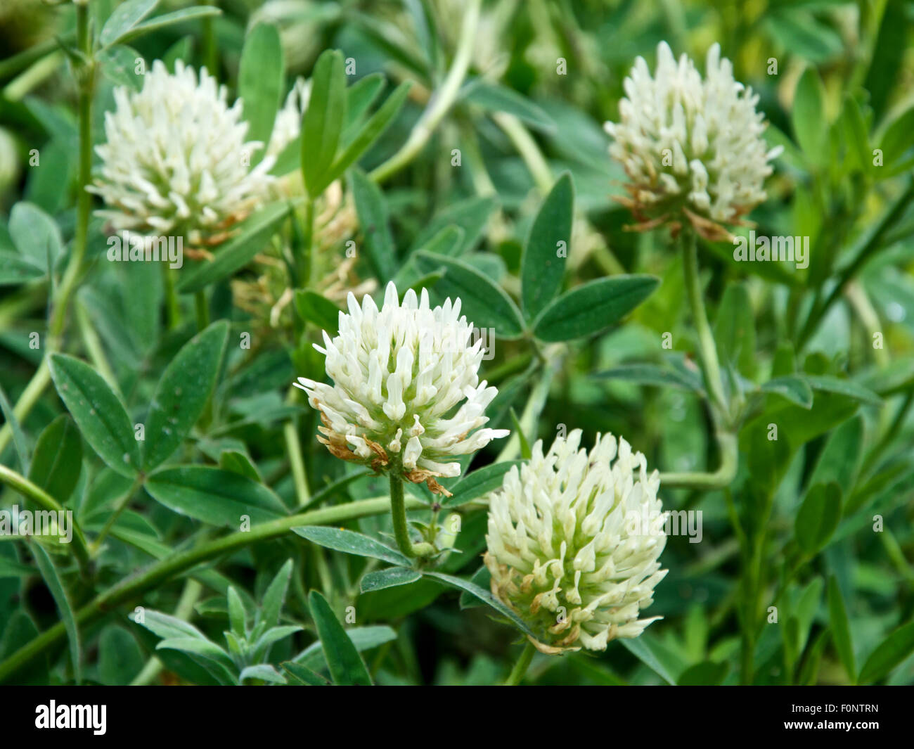 Trifolium pannonicum, Hungarian giant clover Stock Photo