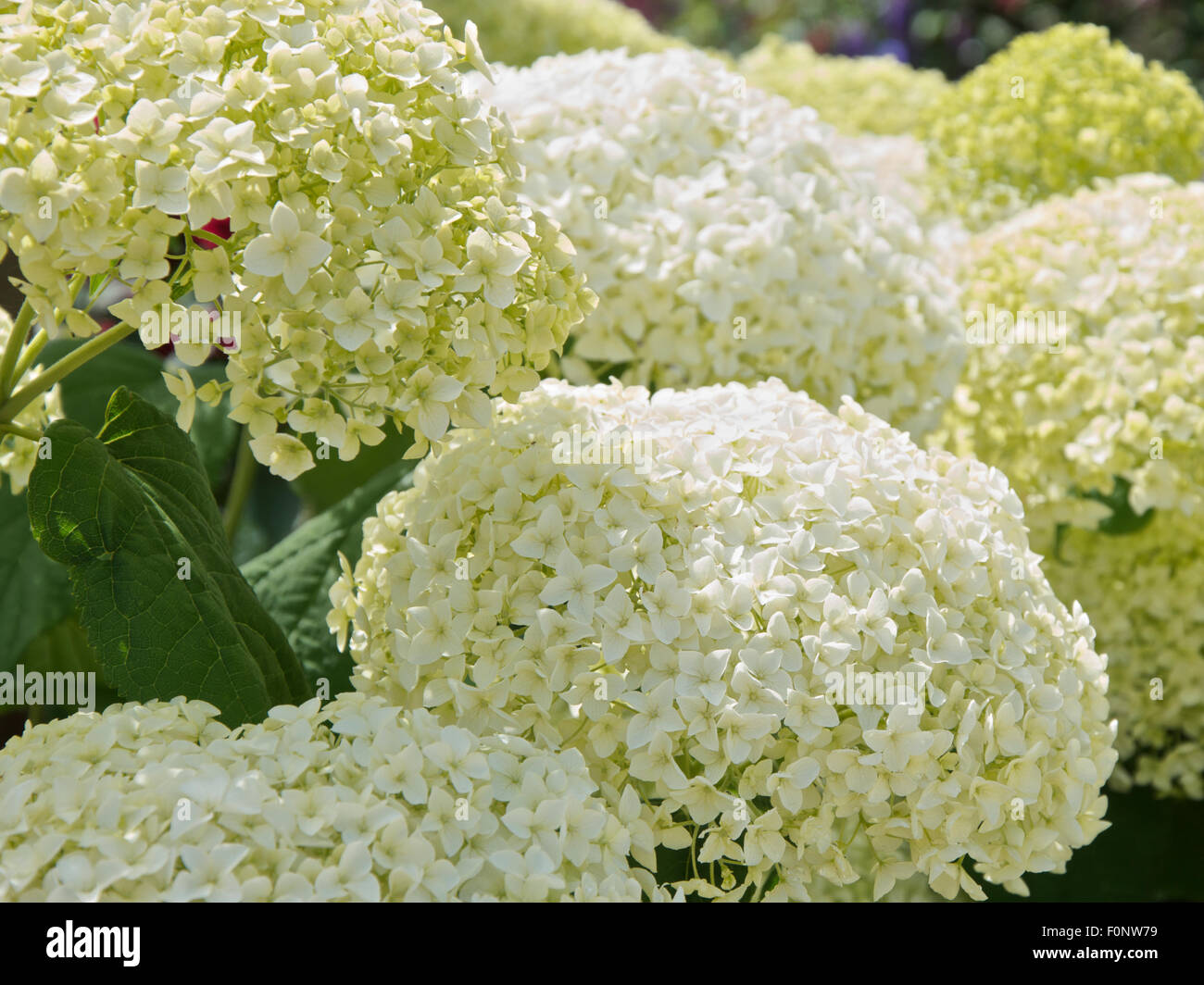 Large flowers of Hydrangea arborescens Annabelle Stock Photo
