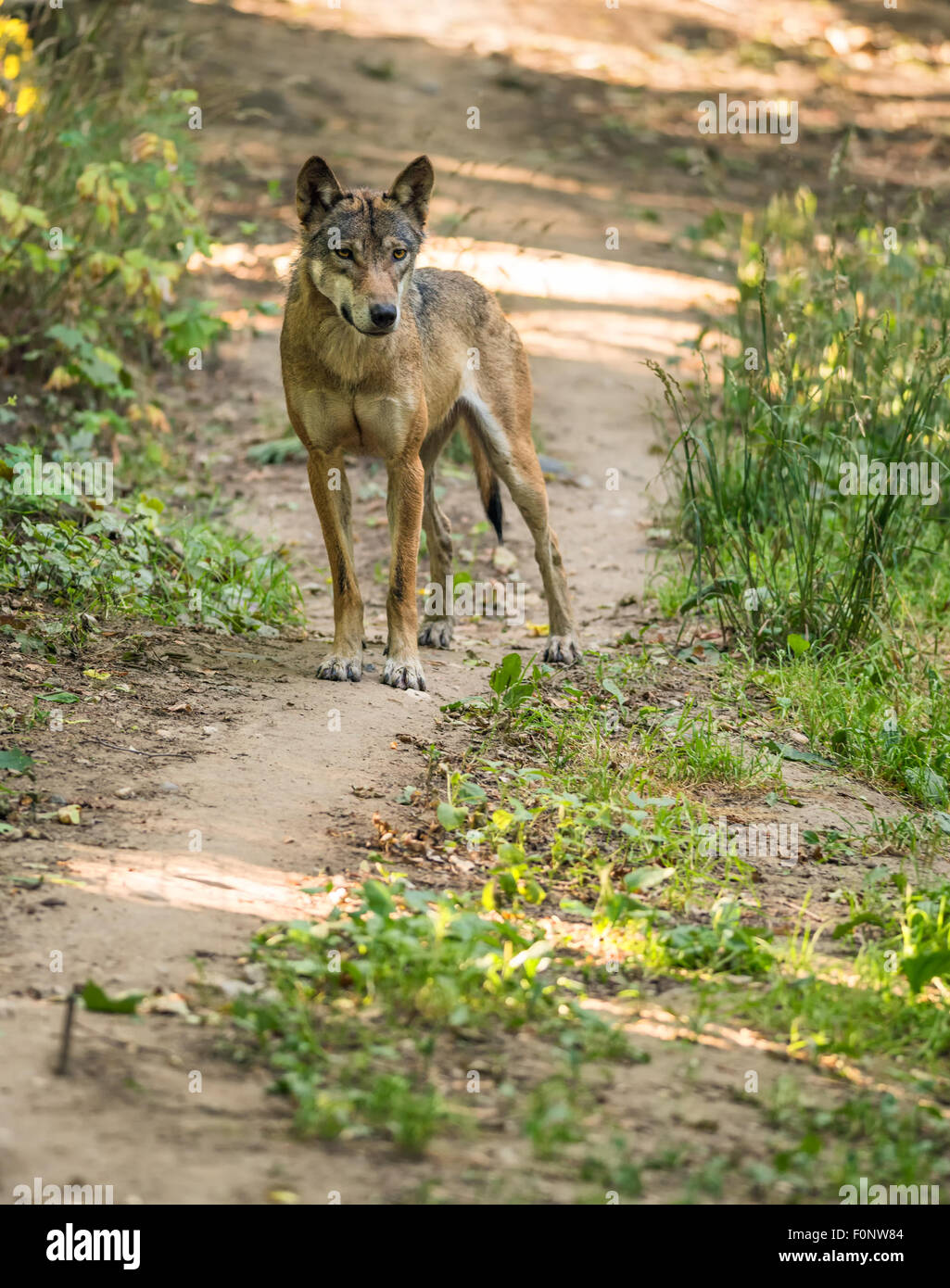 Portrait of Eurasian wolf (Canis lupus lupus), also known as  Middle Russian forest wolf, or the common wolf. It is a  subspecie Stock Photo