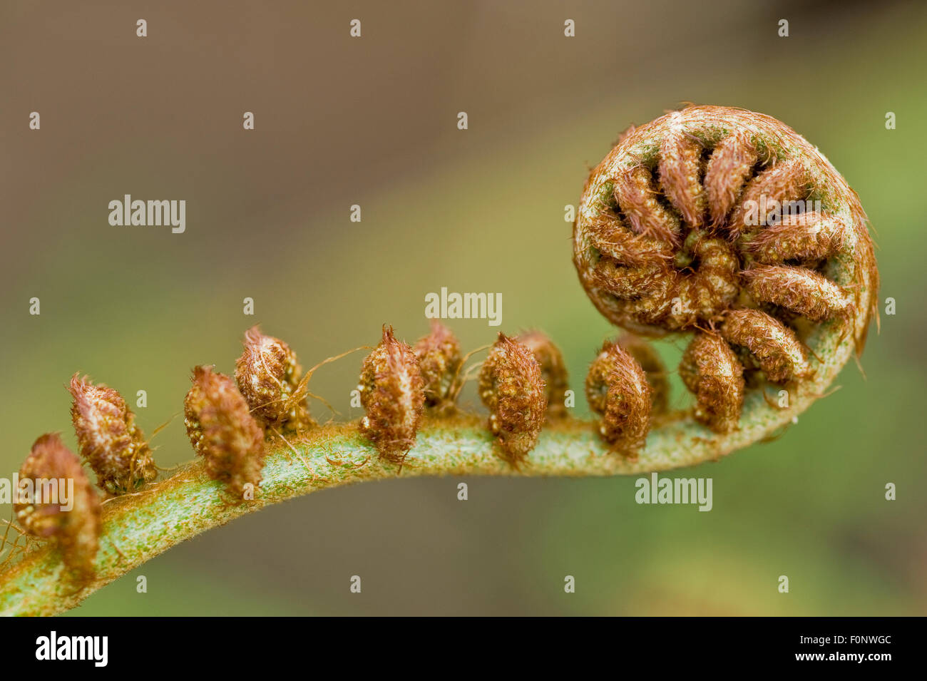 Tasmanian tree fern (Balantium antarcticum) Madeira, March 2009 Stock