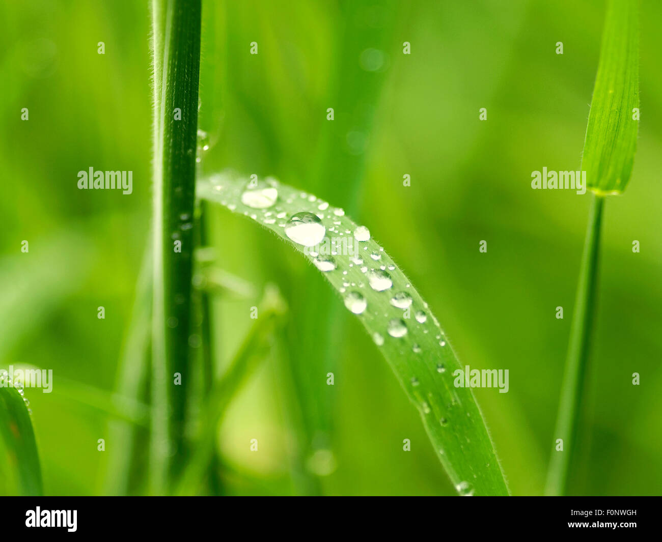 Dewdrops and grass hi-res stock photography and images - Alamy
