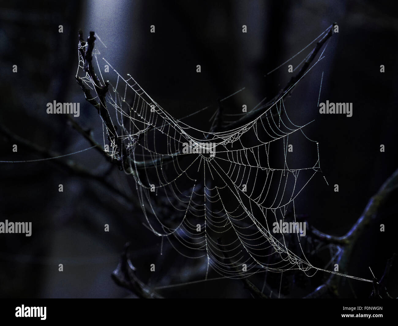 Spooky Spider's Web Stock Photo