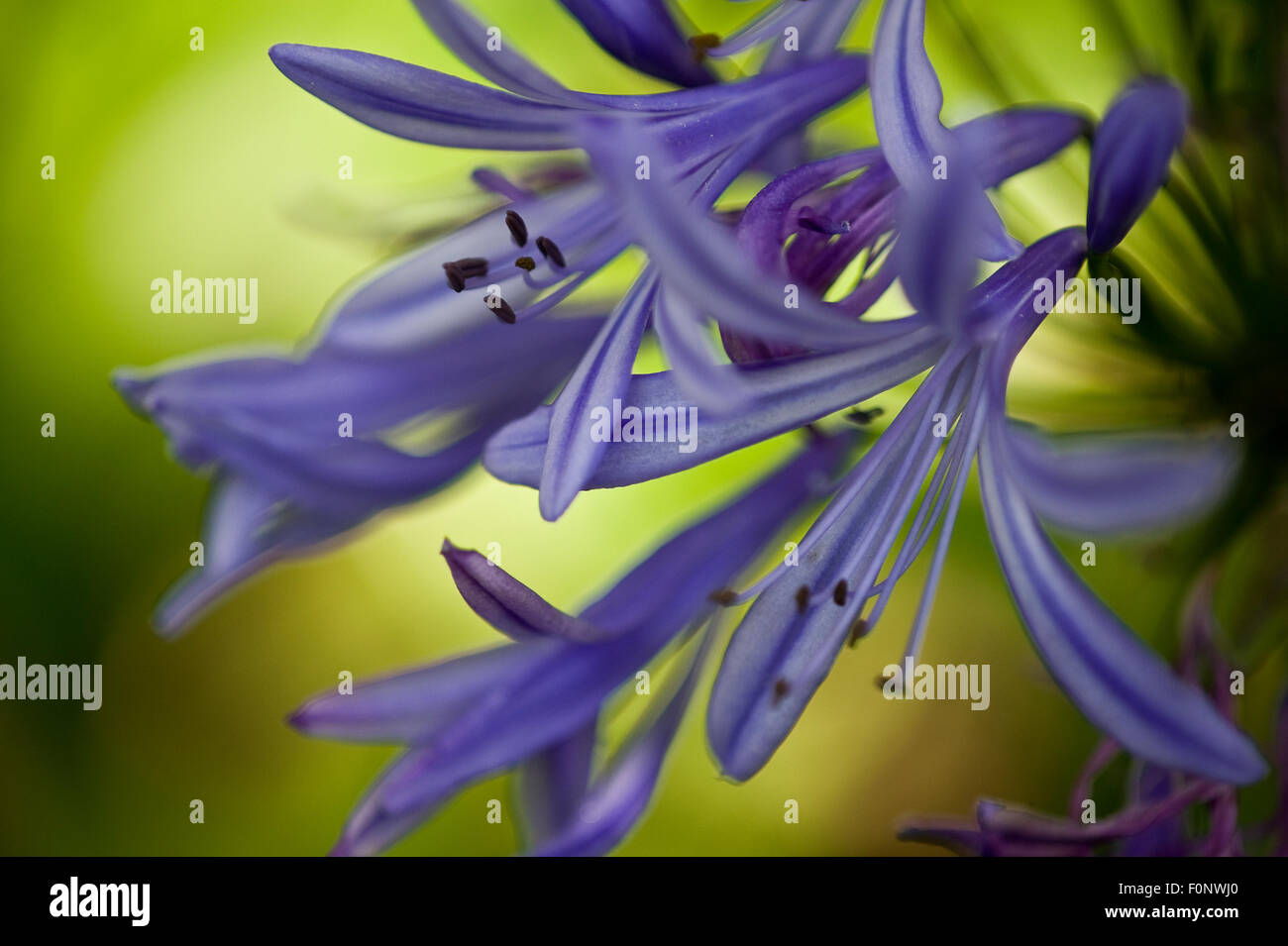 African lily agapanthus madeira portugal hi-res stock photography and ...