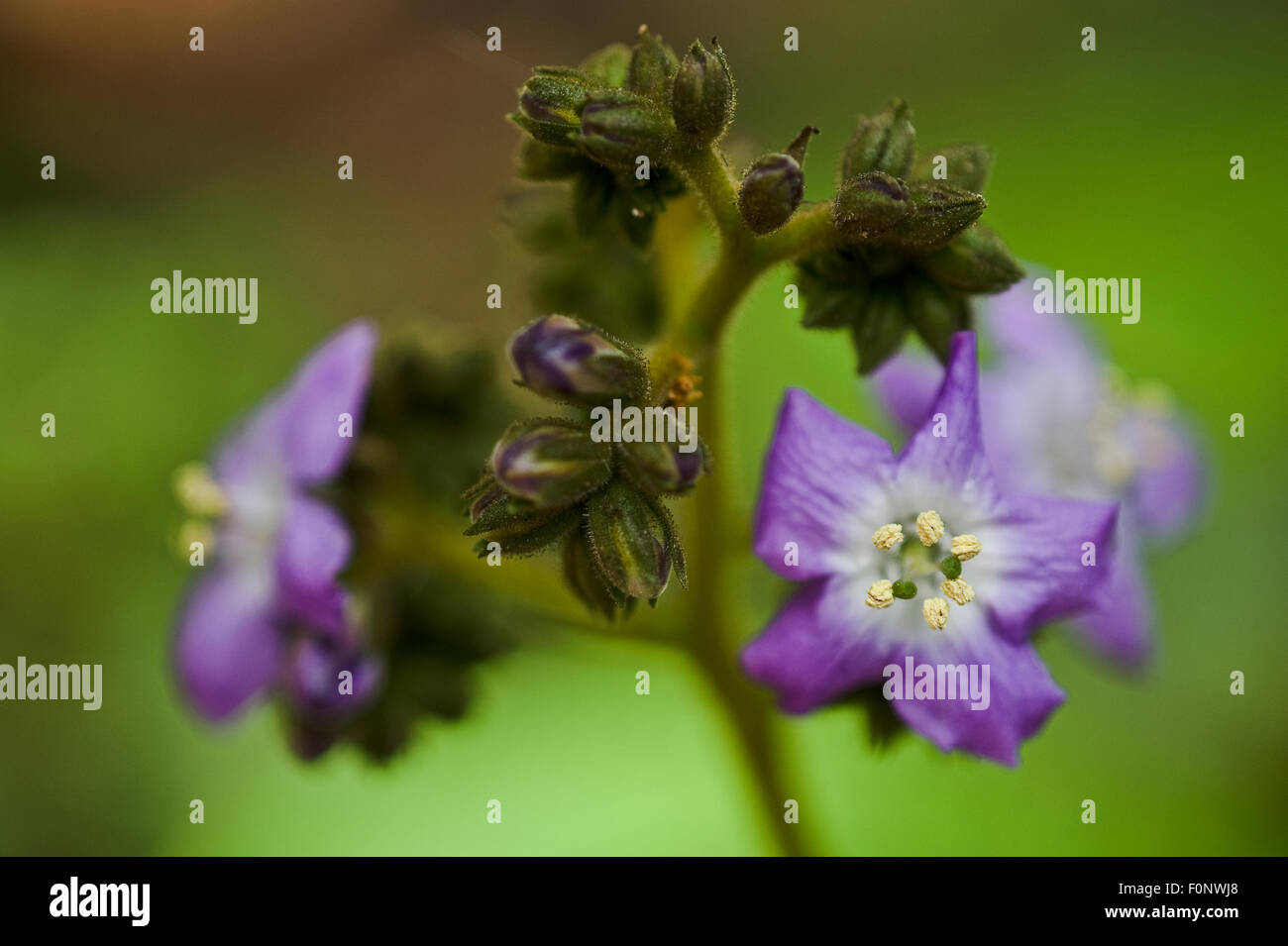Spiderwort (Tradescantia) buds and flowers, Madeira, March 2009 Stock Photo