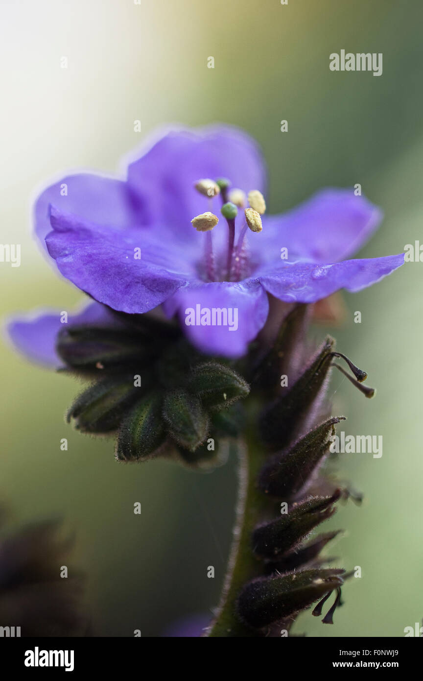 Spiderwort (Tradescantia sp) in flower, Madeira, March 2009 Stock Photo