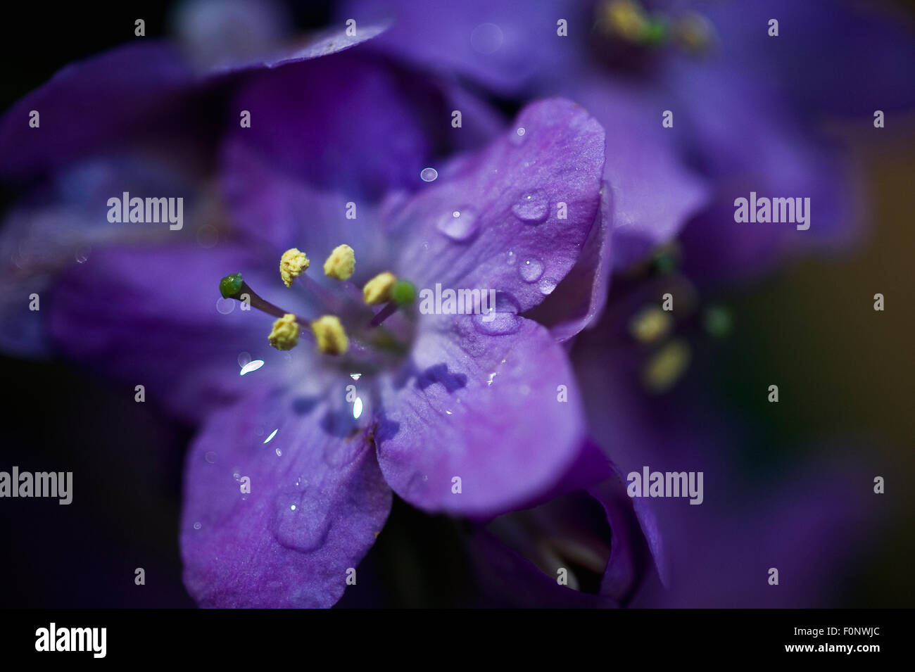 Spiderwort (Tradescantia) flower with water droplets on petals, Madeira, March 2009 Stock Photo
