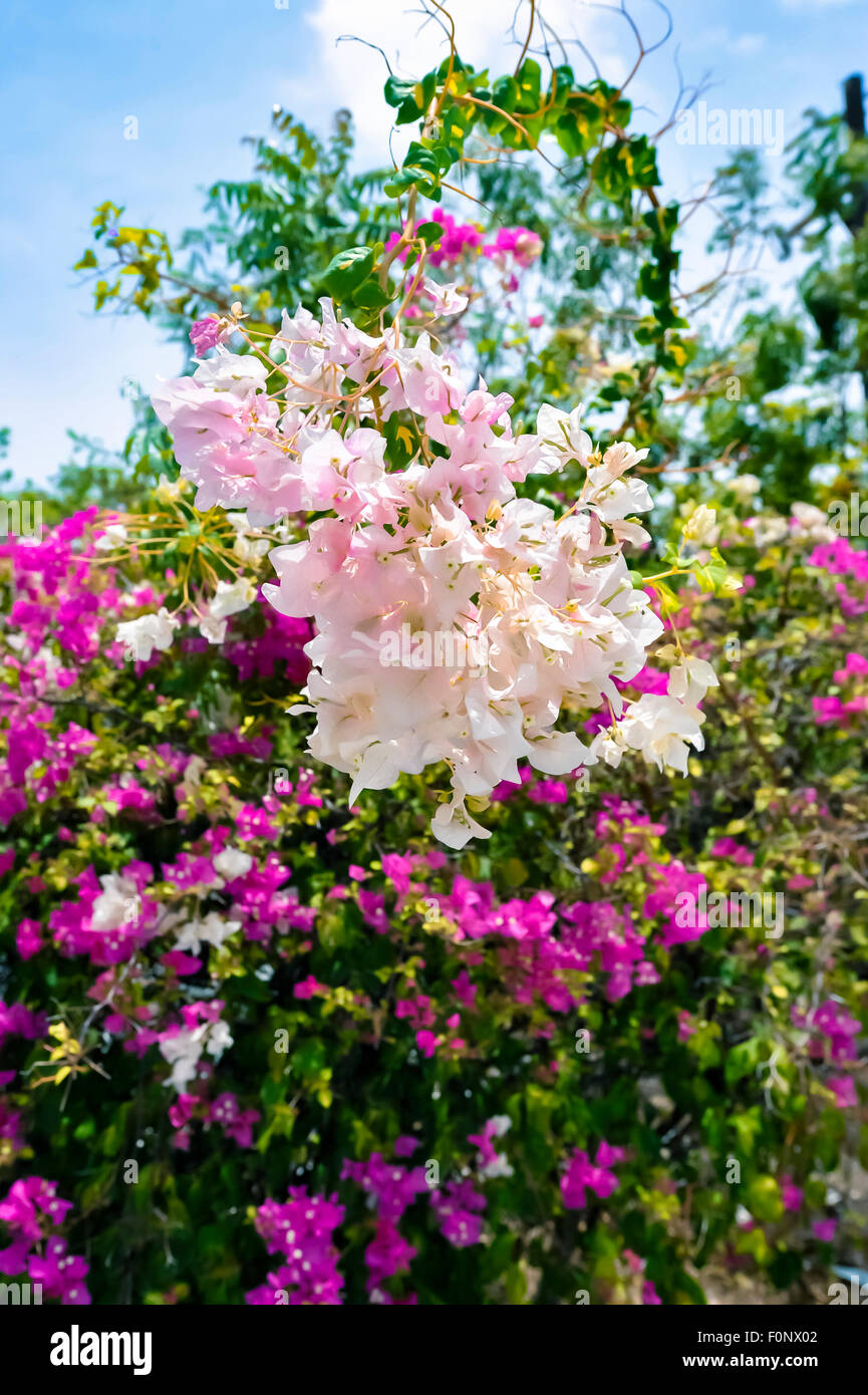 Tropical white flowers hi-res stock photography and images - Alamy
