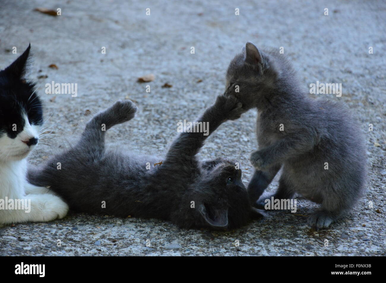 Kittens playing outdoor in the garden Stock Photo - Alamy