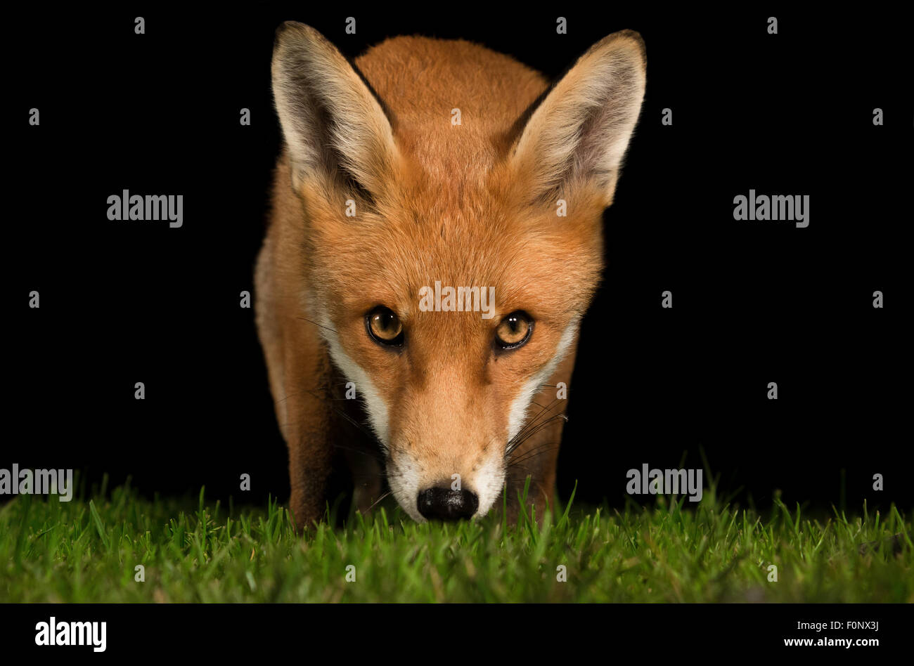 Red fox urban garden Stock Photo