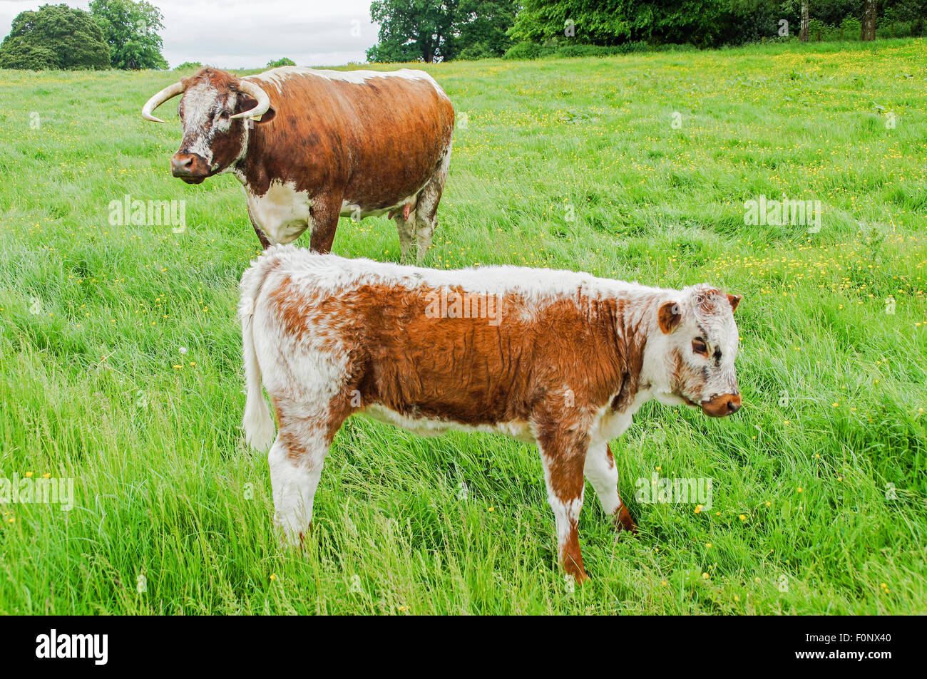 English Longhorn cow with calf Stock Photo Alamy