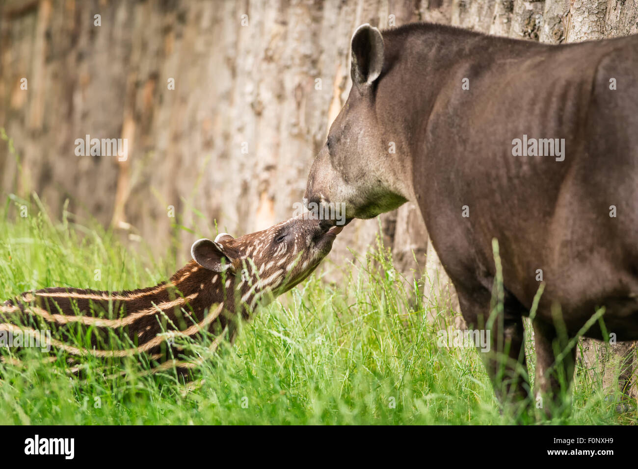 Baby of the endangered South American tapir (Tapirus terrestris), also called Brazilian tapir or lowland tapir with its mother Stock Photo