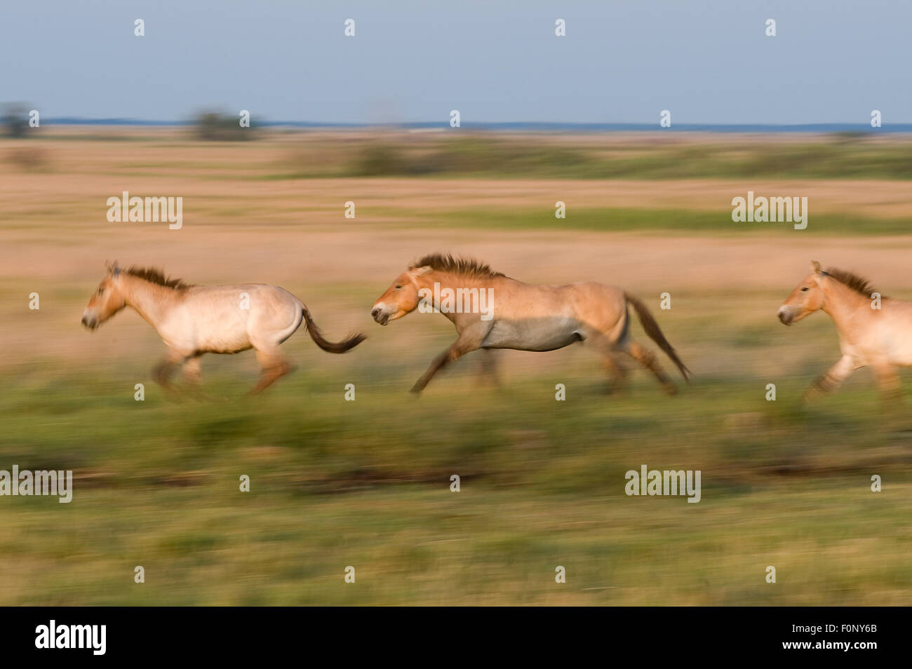 Przewalski horses (Equus ferus przewalskii) running, Hortobagy National ...