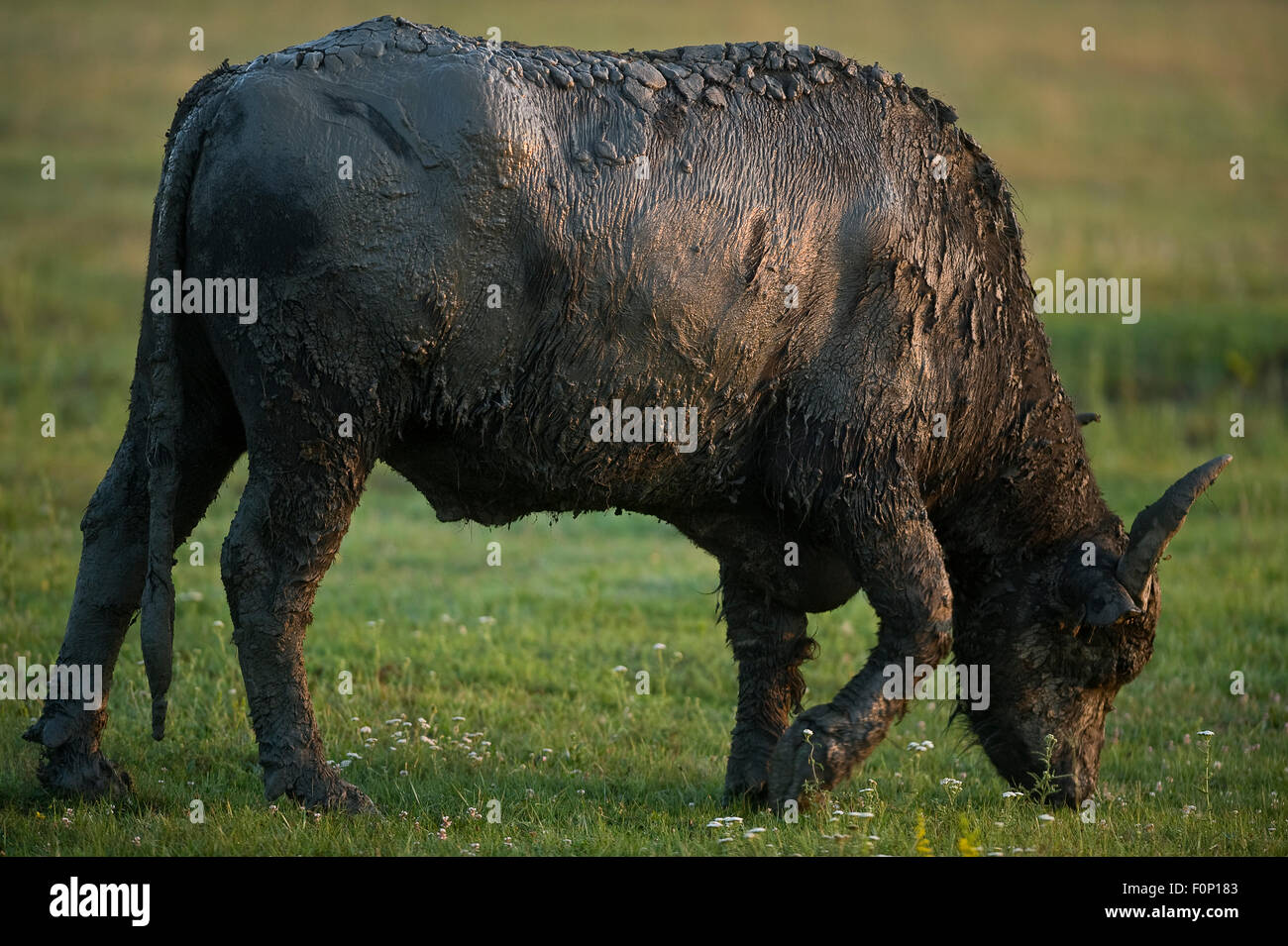 Domestic Water buffalo (Bubalus arnee bubalis) covered in mud, Hortobagy National Park, Hungary, July 2009 Stock Photo