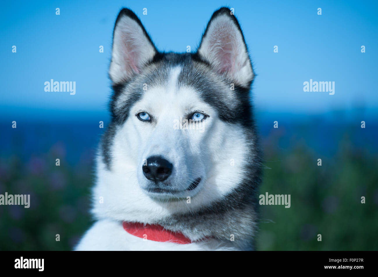 closeup of husky dog with blue eyes Stock Photo - Alamy