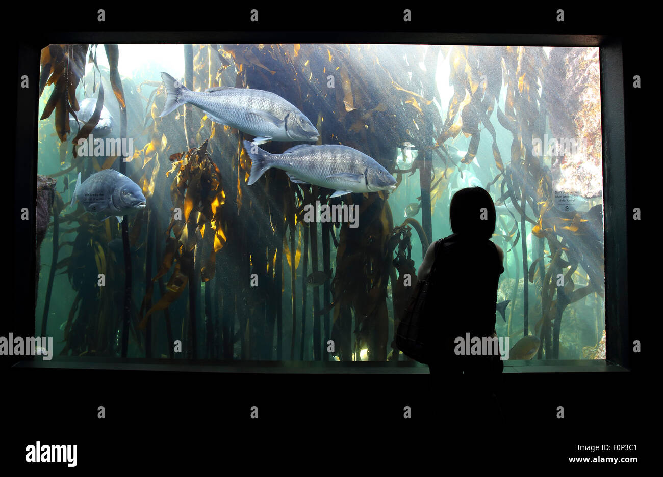 People looking at fish inside Cape Town aquarium Stock Photo Alamy