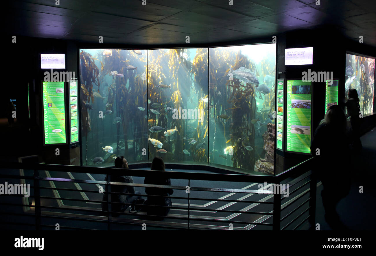 People looking at fish inside Cape Town aquarium Stock Photo Alamy