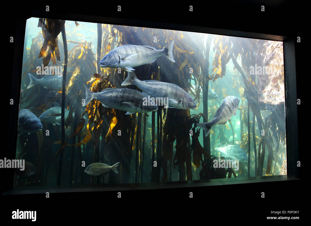 People looking at fish inside Cape Town aquarium Stock Photo Alamy