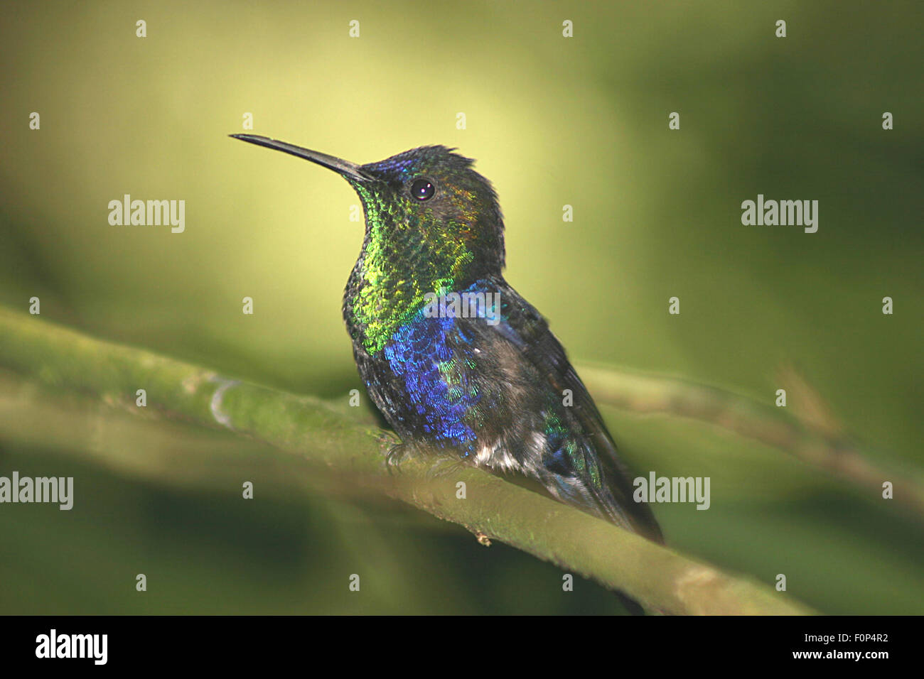 Beautiful Crowned Woodnymph Hummingbird perched at a tree branch Stock ...