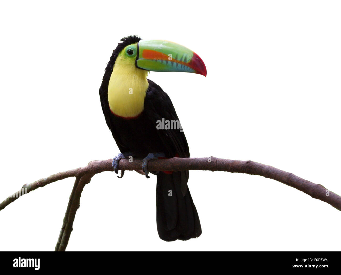 Keel-billed Toucan (Ramphastos sulfuratus brevicarinatus) on a branch isolated on white Stock Photo