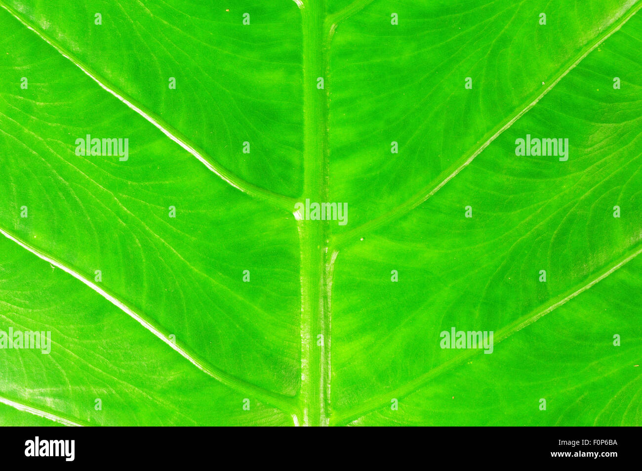 Macro shot of a beautiful green leaf with clearly marked veins Stock ...