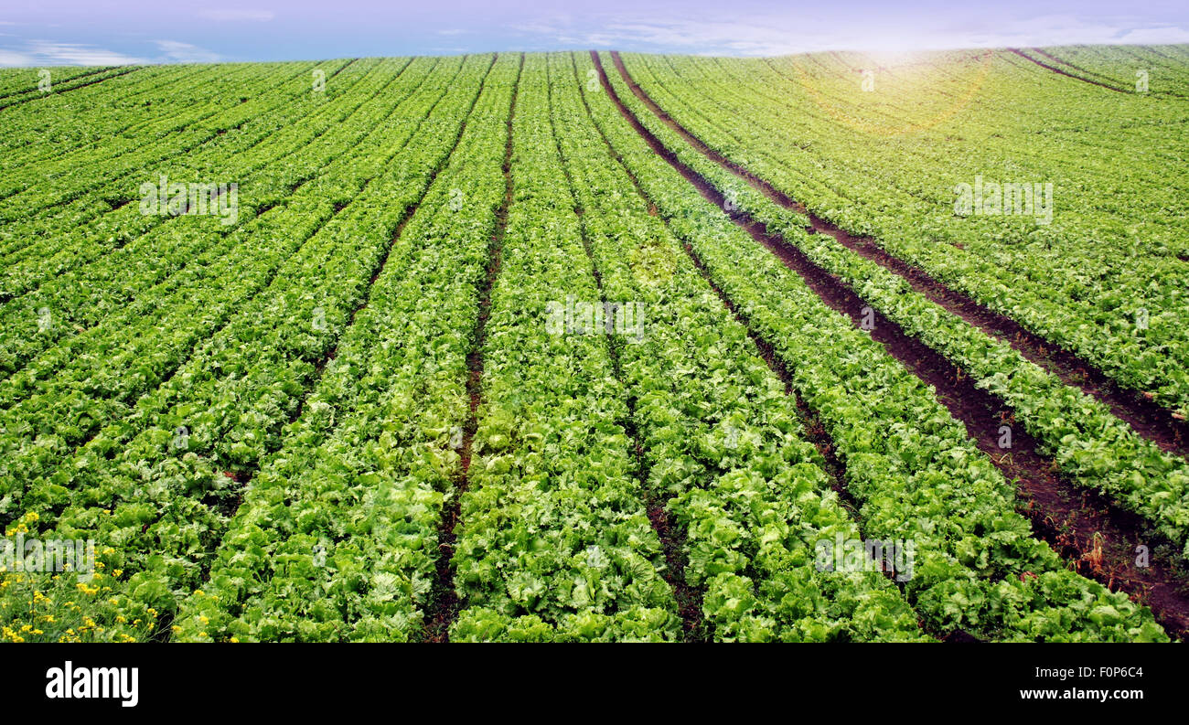 Planted field with a blue sky in the background Stock Photo