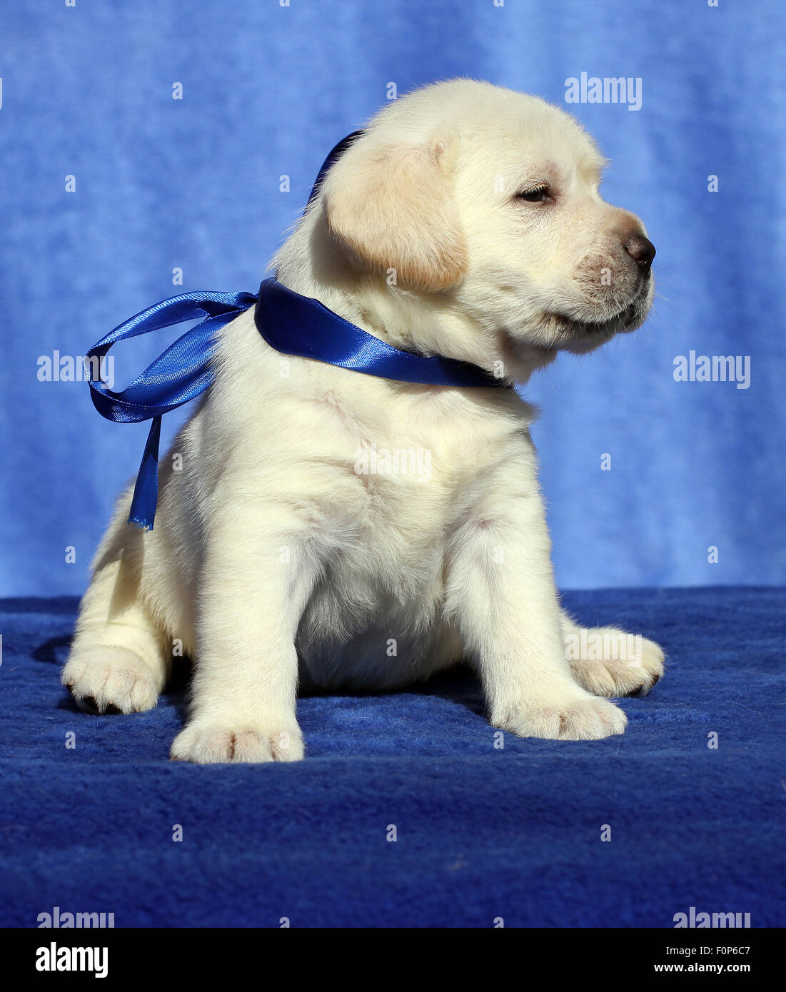 a nice yellow labrador puppy sitting on blue background Stock Photo - Alamy