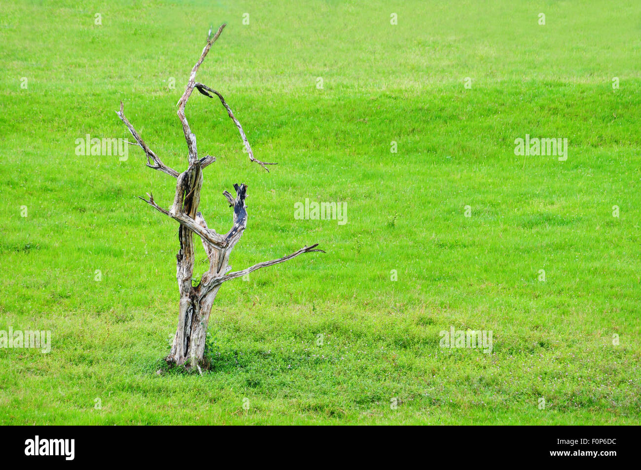 Old dead tree in the middle of a green field Stock Photo