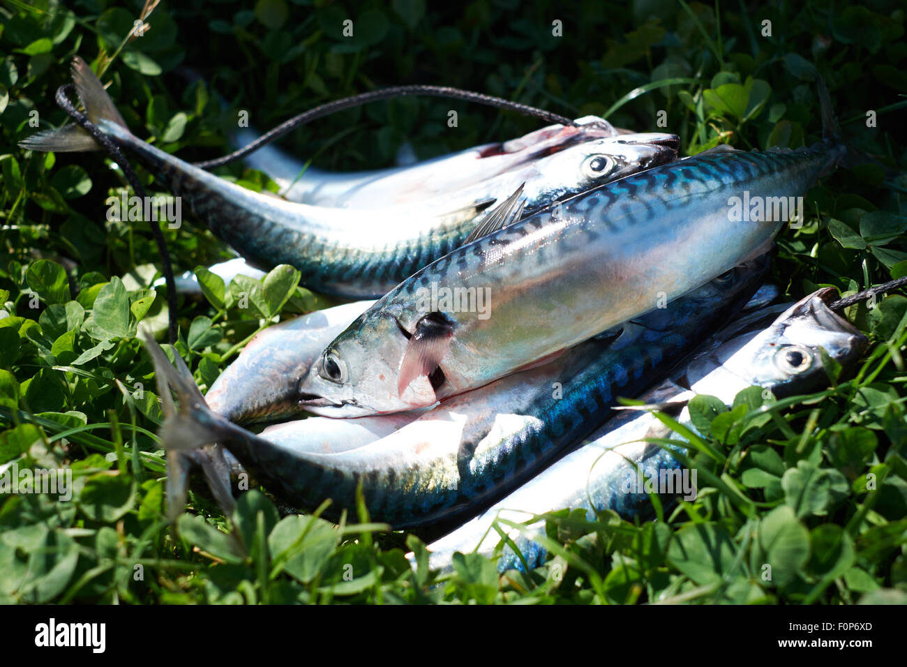 A number of mackerel lying on a bed of grass and clover. Stock Photo