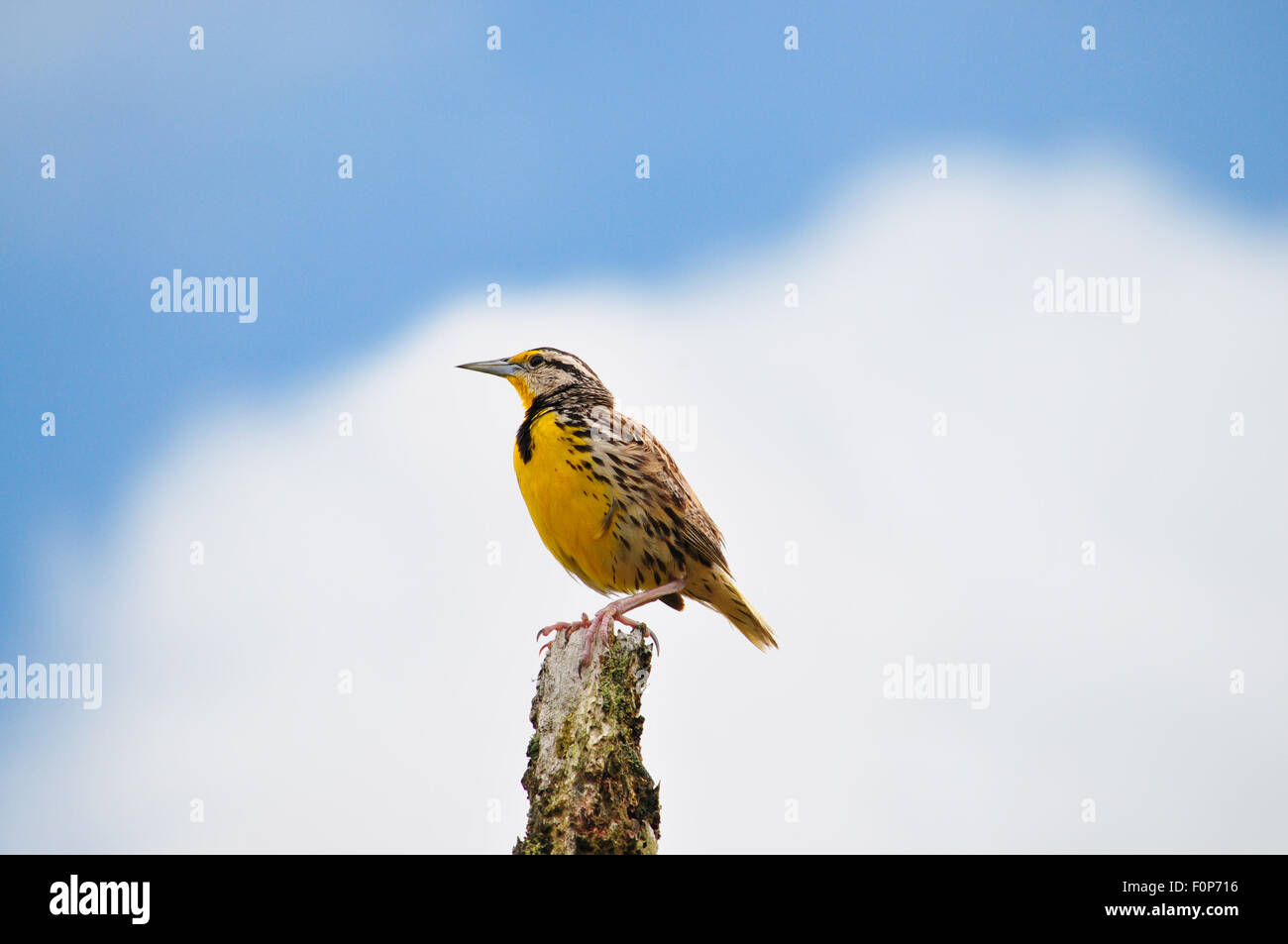 Eastern Meadowlark ( Sturnella magna) perched on a fence post with a blue sky in the background Stock Photo