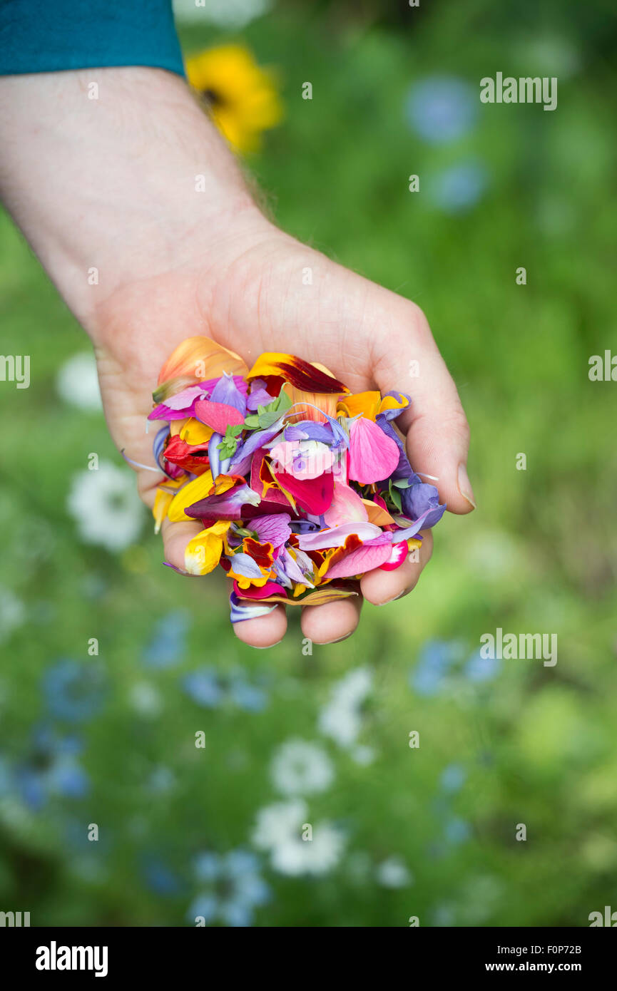 Flower flowers petal petals floral hires stock photography and images