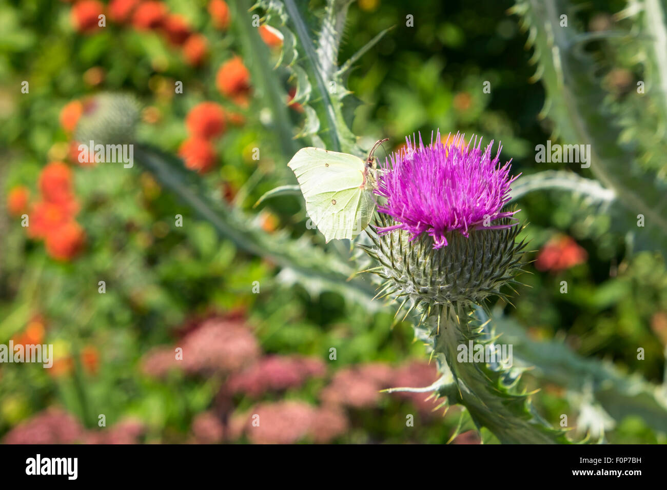 Cafe Walled Garden High Resolution Stock Photography and Images - Alamy