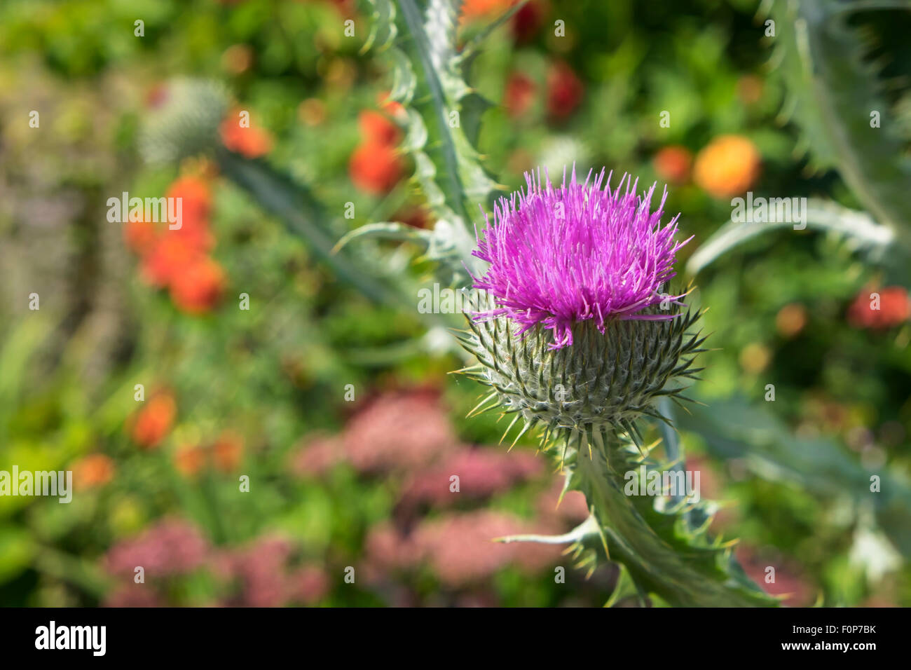 Cafe Walled Garden High Resolution Stock Photography and Images - Alamy