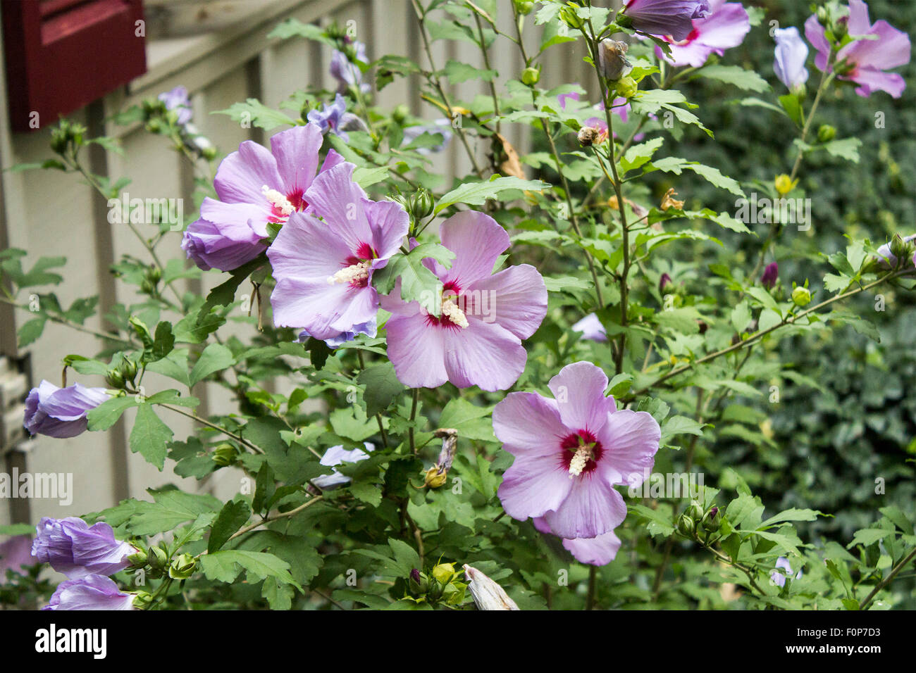 Magenta Roste of Sharon flower bush Hibiscus syriacus Stock Photo