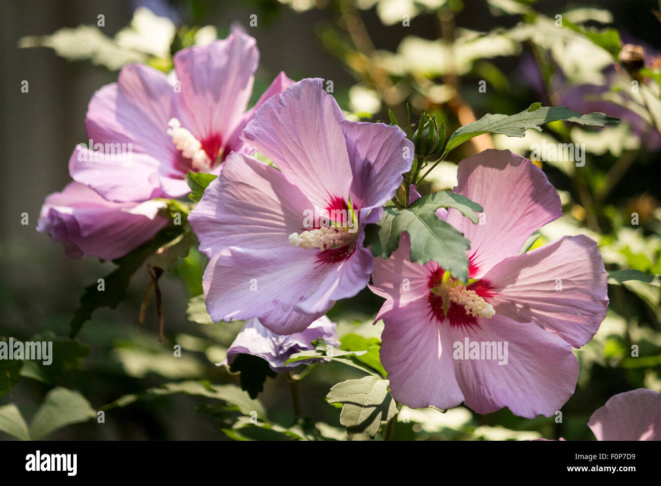 Magenta Roste of Sharon flower bush Hibiscus syriacus Stock Photo