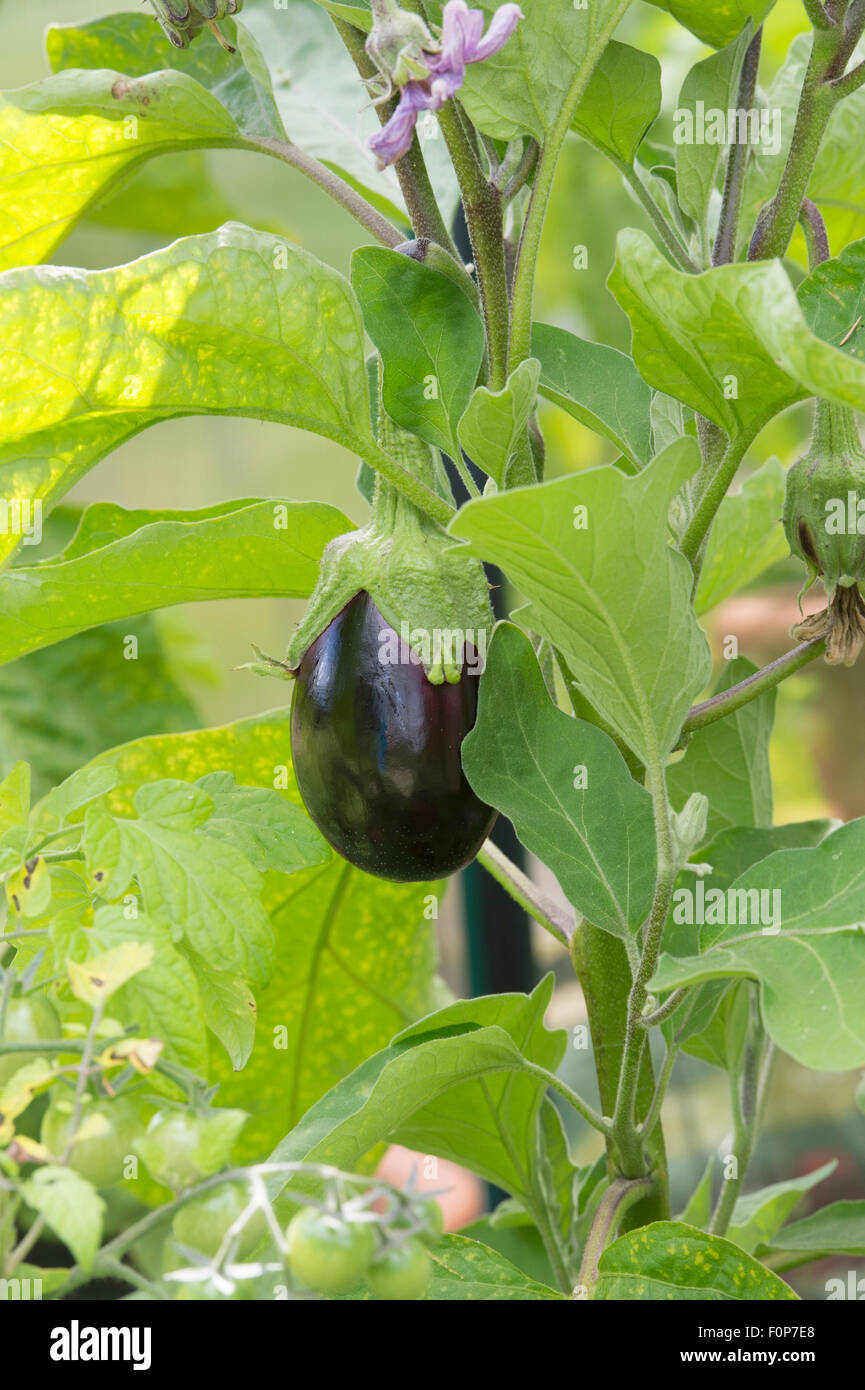 Solanum melongena. Aubergine bonica growing on the plant Stock Photo