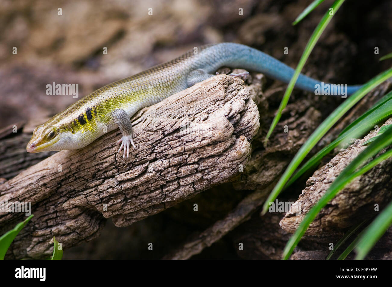 side full body view of a blue tailed skinks on a dry branch sitting in diffuse natural light Stock Photo