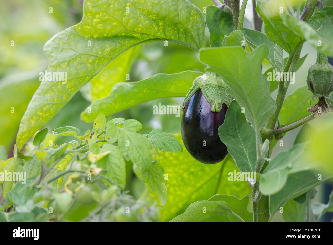 Aubergine plant hi-res stock photography and images - Alamy