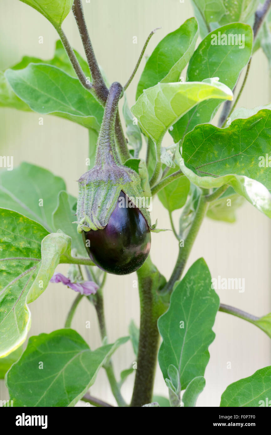 Solanum melongena. Aubergine bonica growing on the plant Stock Photo