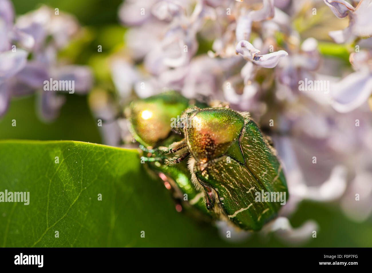 Macro view of two rose chafer (Cetonia aurata) mating on a garden hyacinth (Hyacinthus orientalis) against blurred background Stock Photo