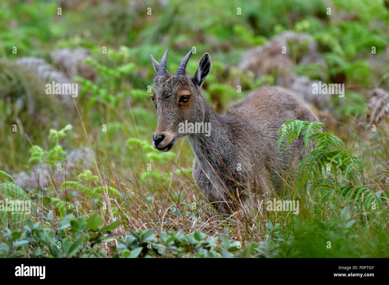 Endangered Wild Goat Stock Photo Alamy