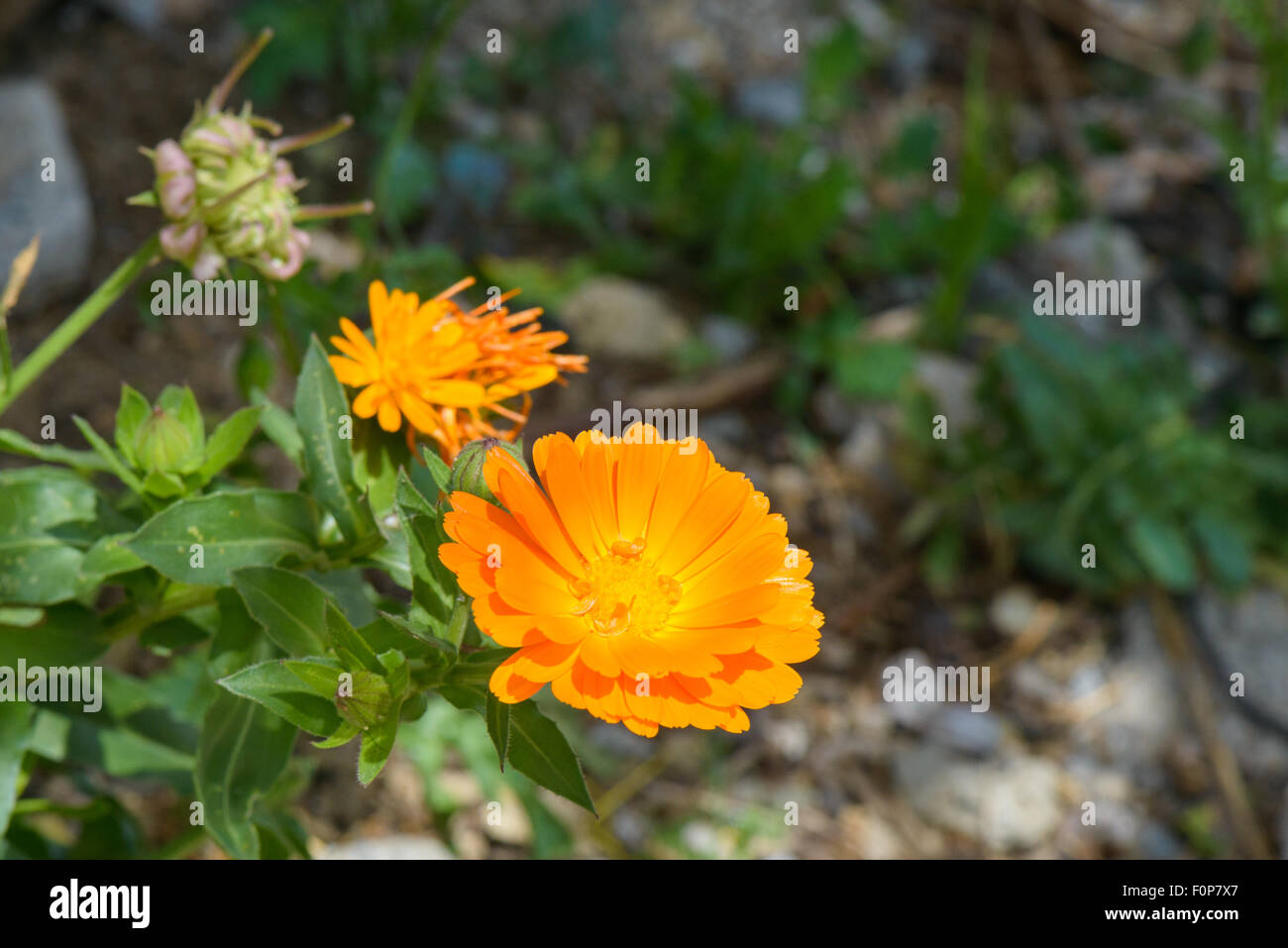 Orange wild flowers hi-res stock photography and images - Alamy