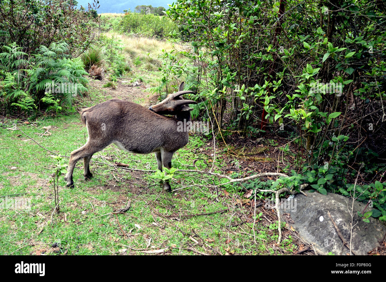 Endangered Wild Goat Stock Photo Alamy