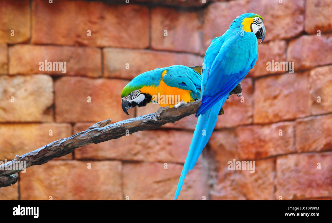 Tow blue macaws perched on a branch with a brick wall background Stock Photo