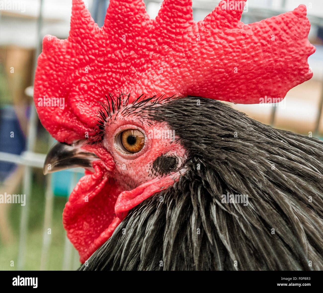 Cockerel waiting for judges at country show Stock Photo