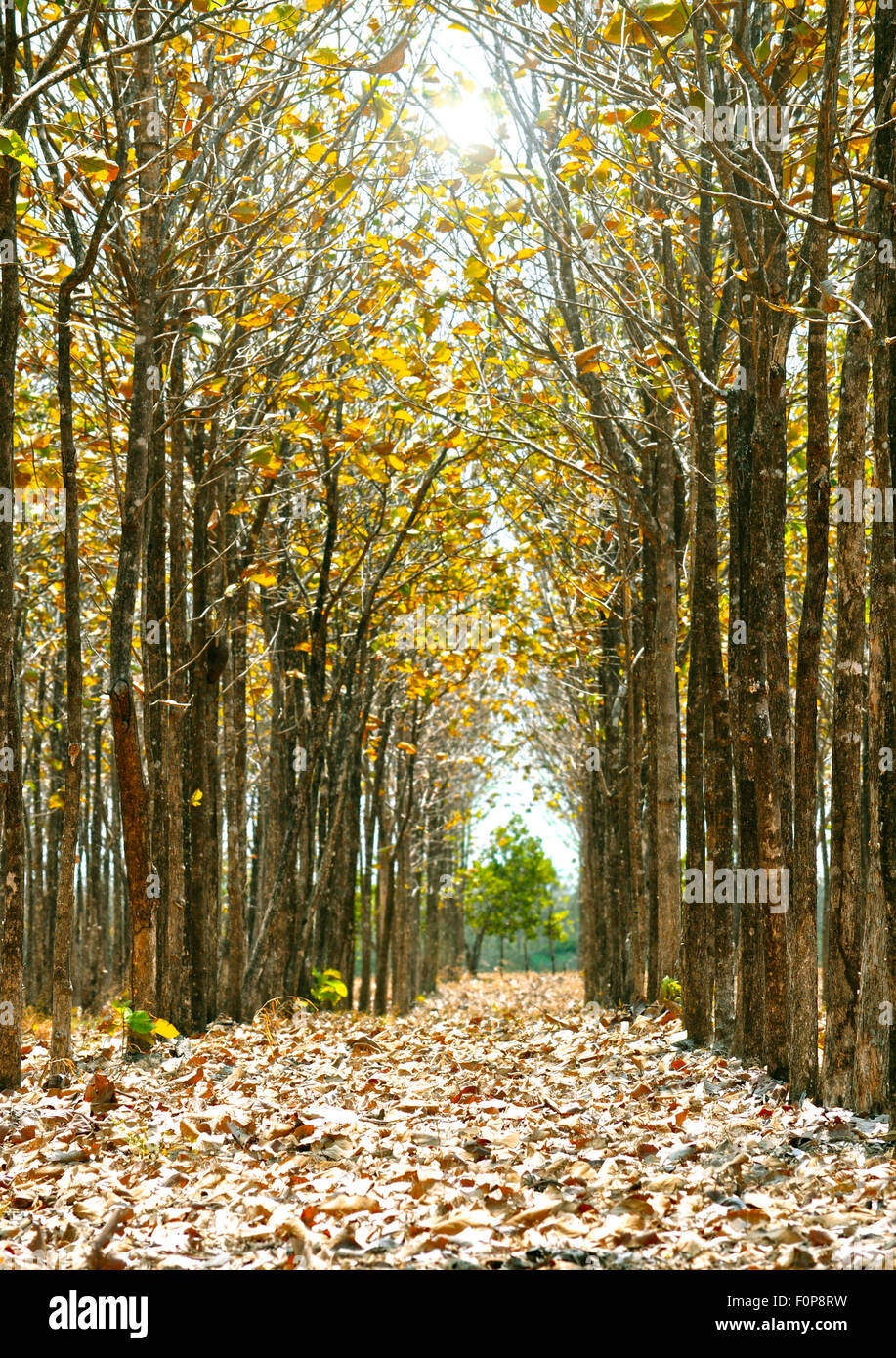 Beautiful teak tree path fallen hi-res stock photography and images - Alamy