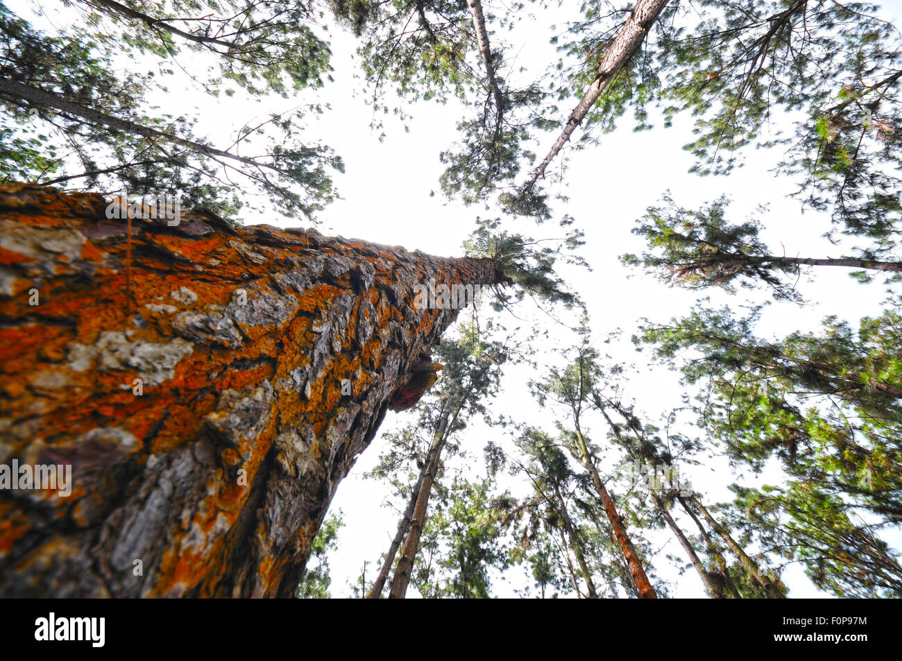 Bottom to top view of a pine tree trunk Stock Photo - Alamy