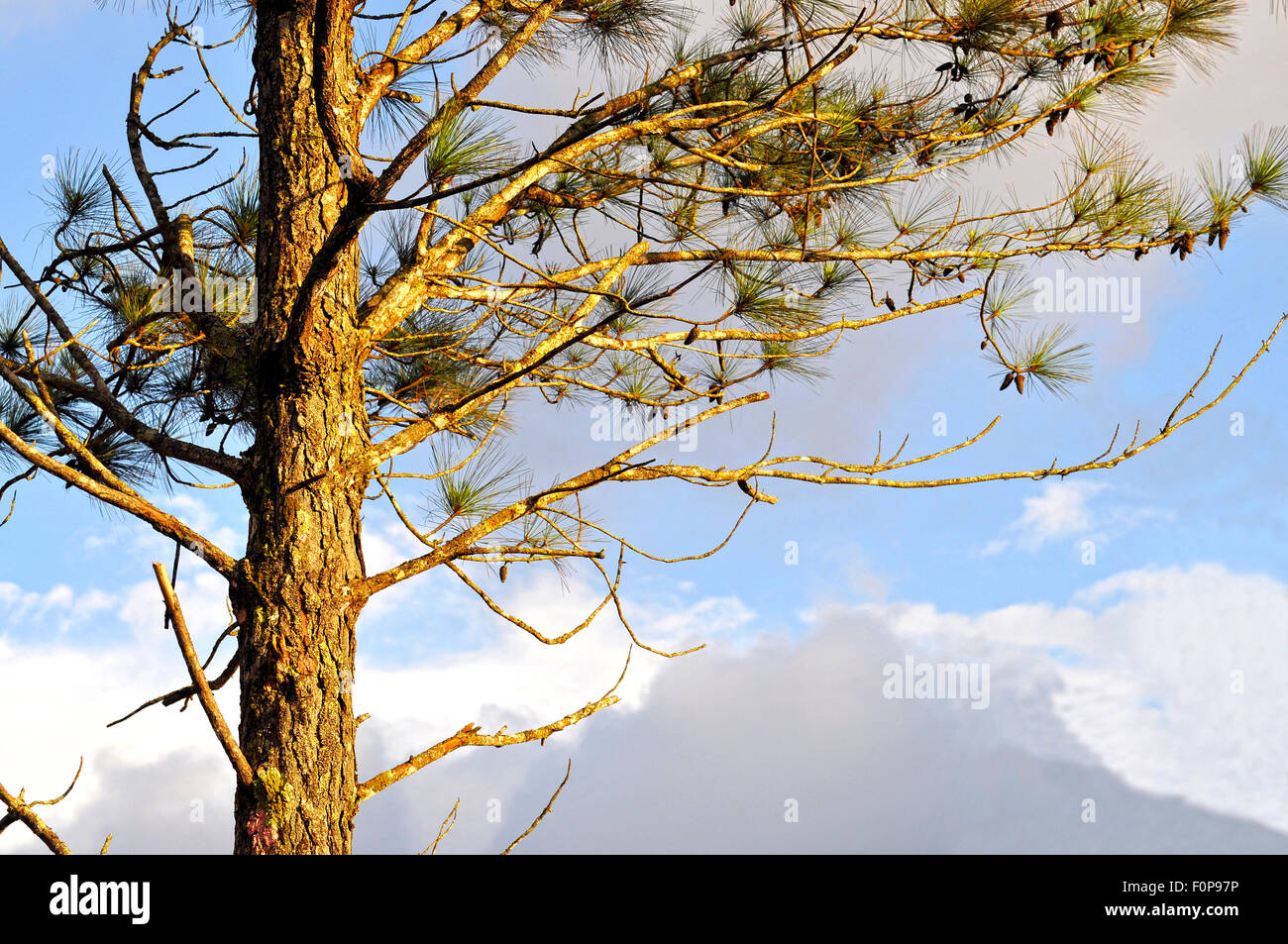 Pine tree lit by the setting sun light Stock Photo Alamy