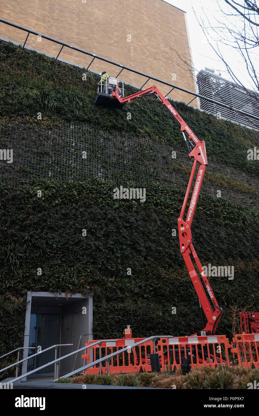 A man tends to lower Sky Garden wall at 20  Fenchurch street London Stock Photo