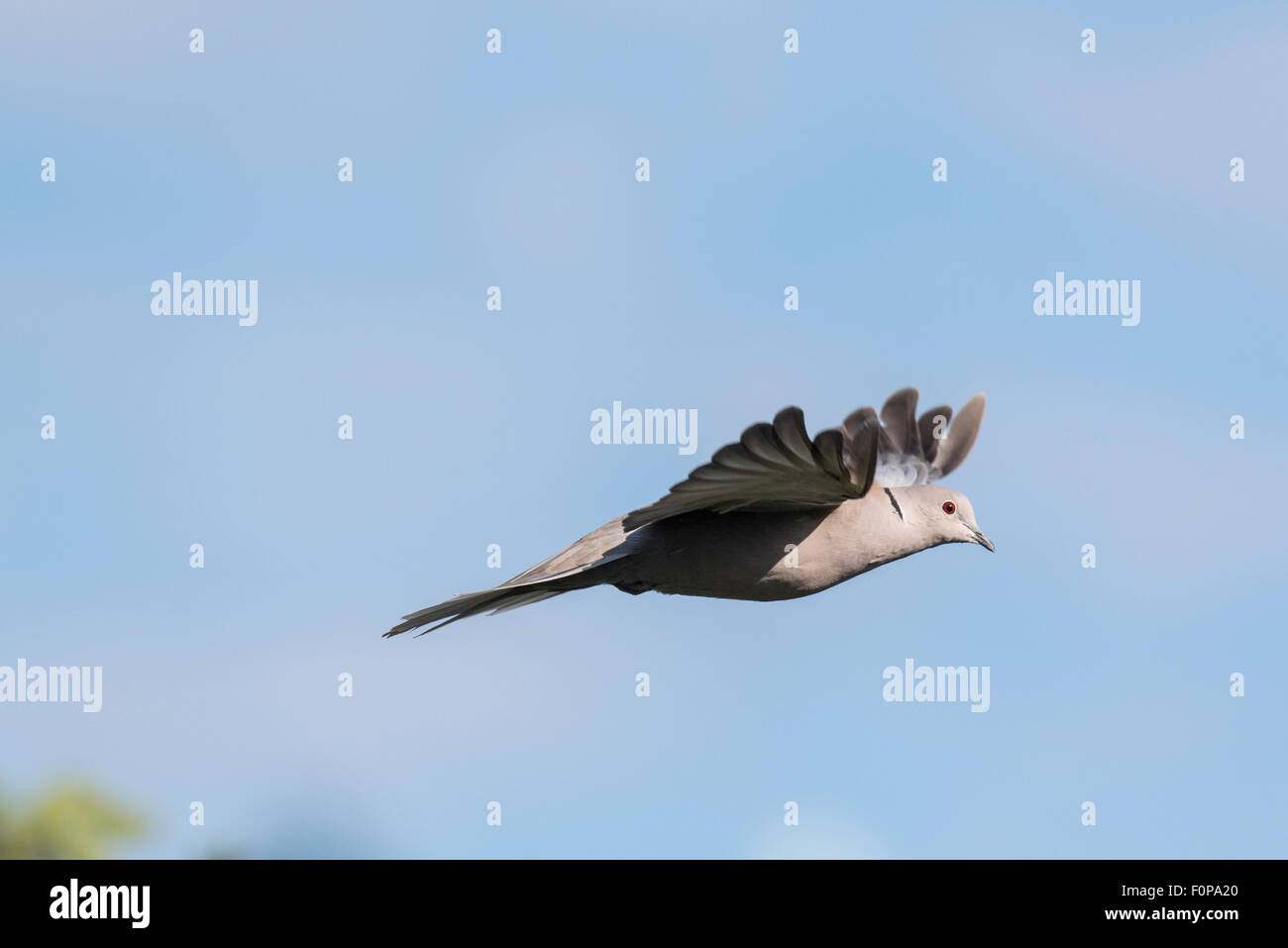A Collared Dove flying Stock Photo Alamy